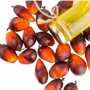 Fruits du palmier à huile et huile de palme