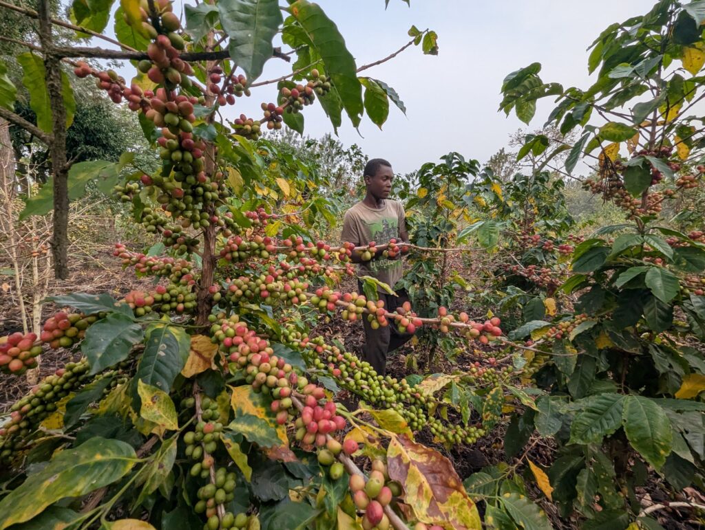 Caféier Arabica chargé de cerises