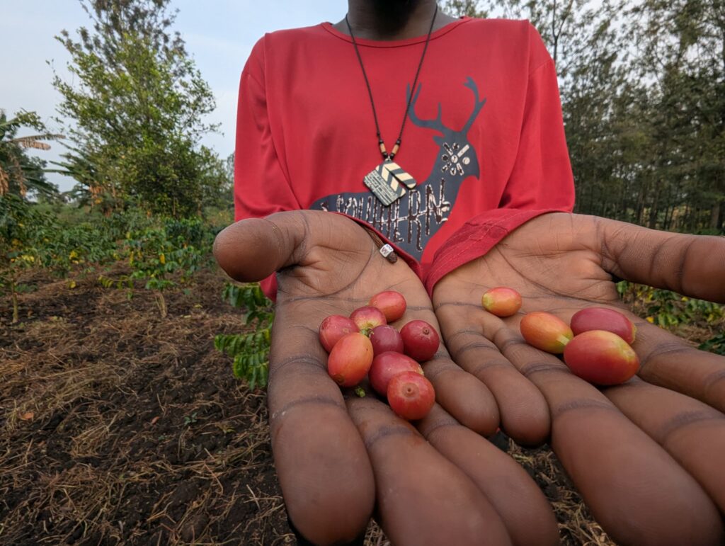 Cerises de café mûres dans la main d'un producteur