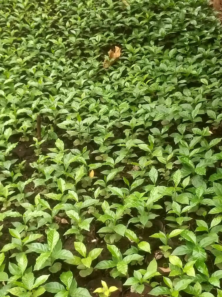 Rutuba%20Agri%20Tech