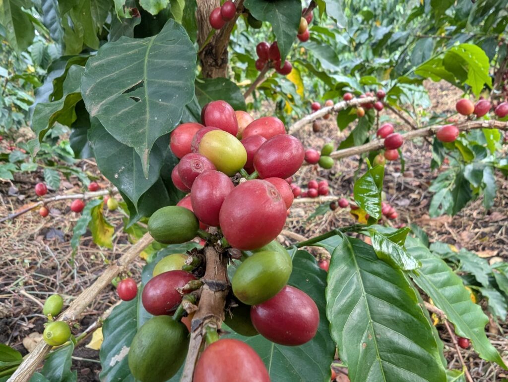 Café Arabica