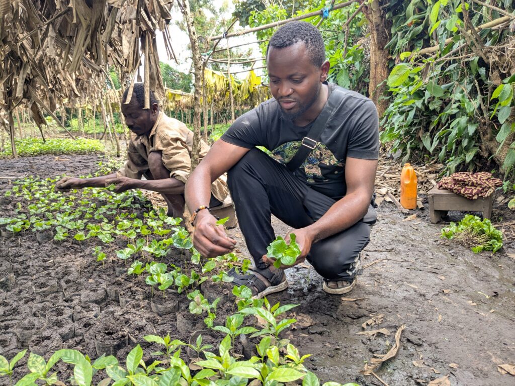 Technicien dans la pépinière de café Arabica